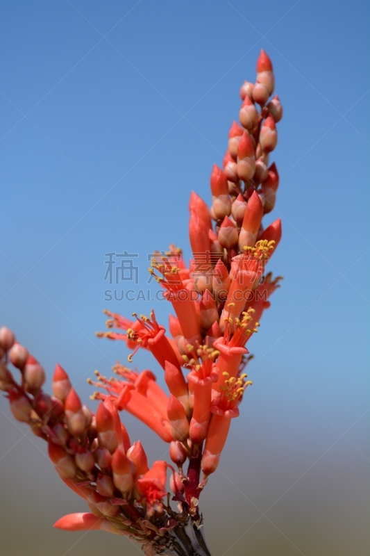 加利福尼亚,沙漠,居住区,国内著名景点,南加利福尼亚,仙人掌,春天,植物,自然荒野区,户外