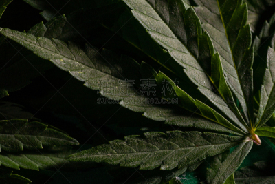 背景,药房,叶子,农业,健康保健,暗色,医药职业,菜园,杂交茶玫瑰