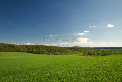 夏天,地形,田地,树林,水平画幅,苔藓,户外,草,植物,维吉尔希尔