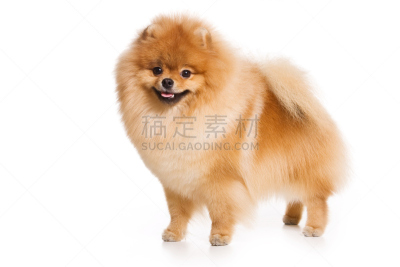 斯皮茨狗,白色背景,德国德意志马克,褐色,纯种犬,水平画幅,注视镜头,可爱的,家畜,背景分离