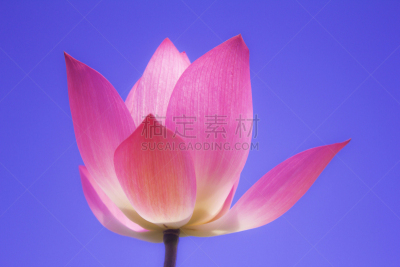 荷花,粉色,青绿色,天空,粪大肠菌群,美国睡莲,香睡莲,萼片,异国情调,植物园