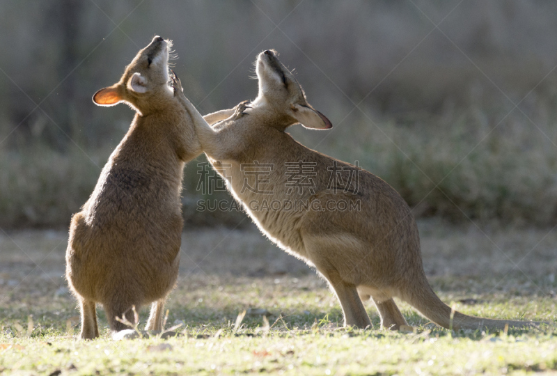 agile wallaby,野生动物,图像,有袋亚纲,西澳大利亚,野外动物,动物,两只动物,无人,幼兽