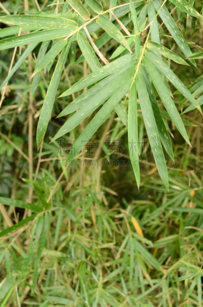 竹,背景,风水,垂直画幅,美,禅宗,留白,公园,枝繁叶茂,无人