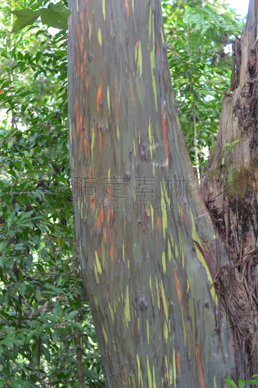 Mindanao Gum Tree,毛伊岛,自然,垂直画幅,无人,太平洋岛屿,岛,夏威夷,树,摄影