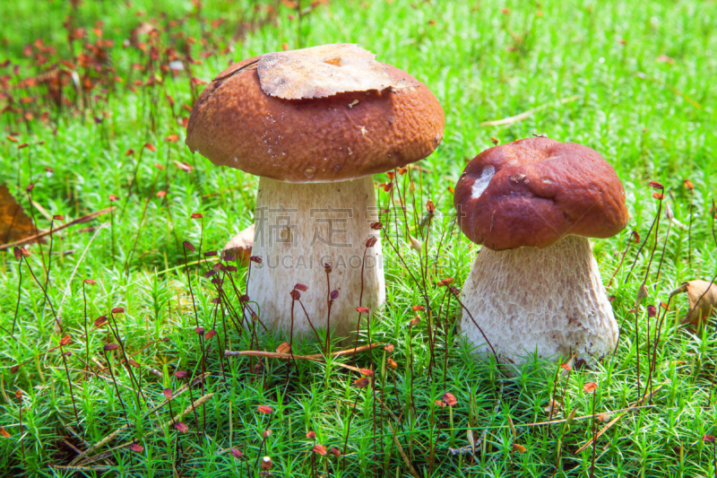 porcini mushroom,美味牛肝菌,自然,水平画幅,绿色,秋天,无人,苔藓,特写,两个物体