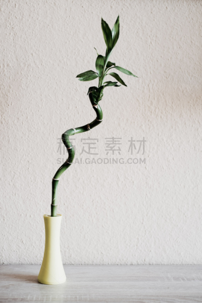 住宅房间,竹,住宅内部,无人,绿色,风水,植物,墙,垂直画幅,禅宗