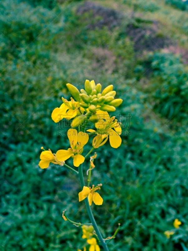 芥菜田,仅一朵花,自然,垂直画幅,芥菜,十字花科,无人,香料,户外,草药