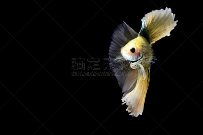 暹罗斗鱼,硫磺色冠凤头鹦鹉,美冠鹦鹉,白头鹰,鹦鹉,水族馆,天空,美,艺术,水平画幅