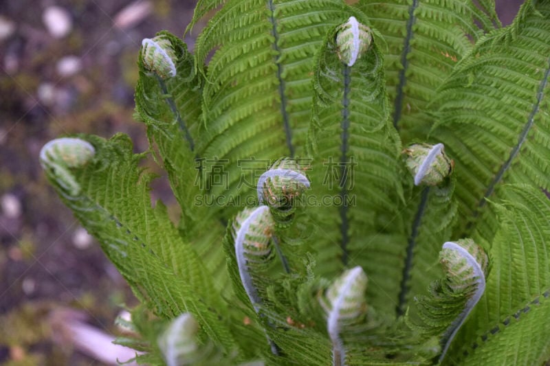 正下方视角,鸵鸟 fern,漏斗,人的头部,水平画幅,绿色,秧苗,动物身体部位,户外,毽子