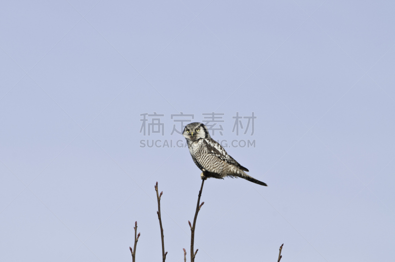 Hawk Owl,北,鹰爪,自然,褐色,野生动物,食肉鸟,水平画幅,猫头鹰,鸟类