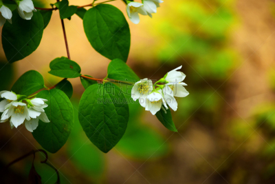 防臭木,叶子,枝,美,芳香的,水平画幅,无人,夏天,特写,顺势医学