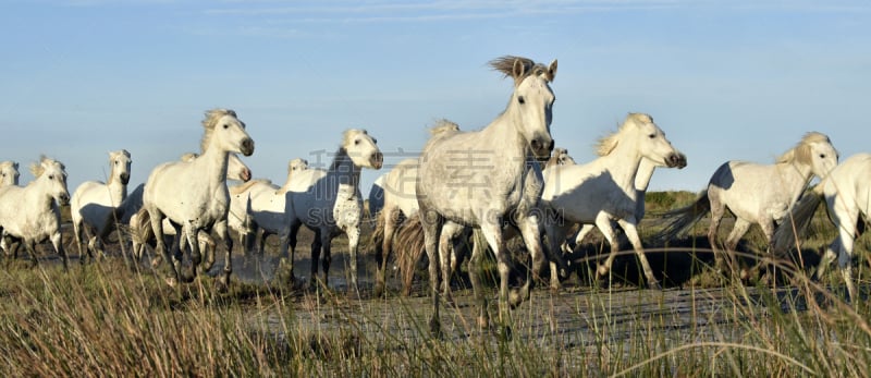 camargue horse,白色,兽群,卡马尔格,河口,母马,敏捷,水,美,水平画幅