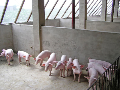 猪,农场,动物嘴,水平画幅,栏杆,室内,牛,牧场,生长,摄影