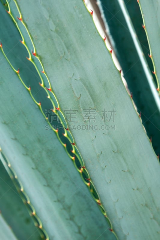 特其拉,龙舌兰属植物,特写,卡马圭,墨西哥仙人球膏,哈利斯科州,树液,仙人球,尖的,垂直画幅