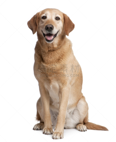 拉布拉多犬,气促,动物舌头,垂直画幅,正面视角,寻回犬,注视镜头,哺乳纲,看,彩色图片
