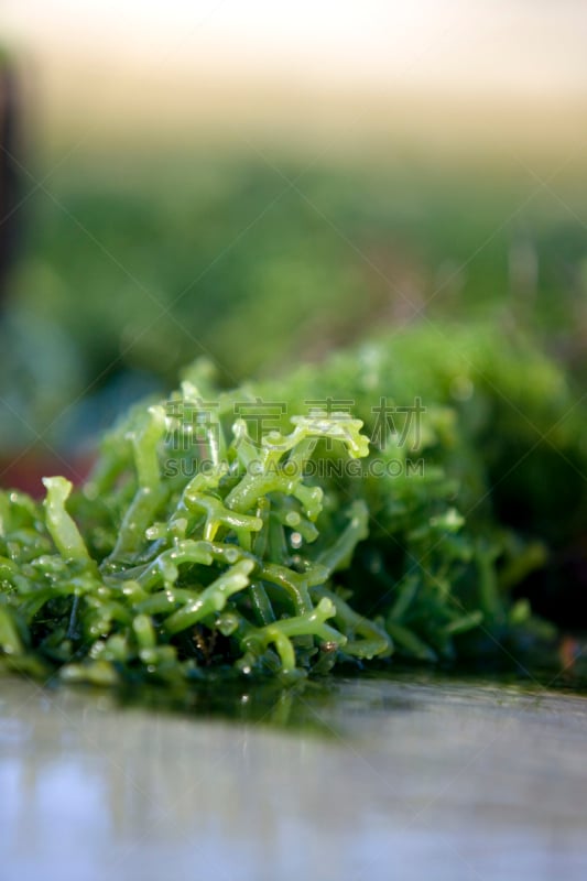 海草,海滩,植物,垂直画幅,藻类,印度尼西亚,努沙杜阿,绿色,蓝梦岛,摄影