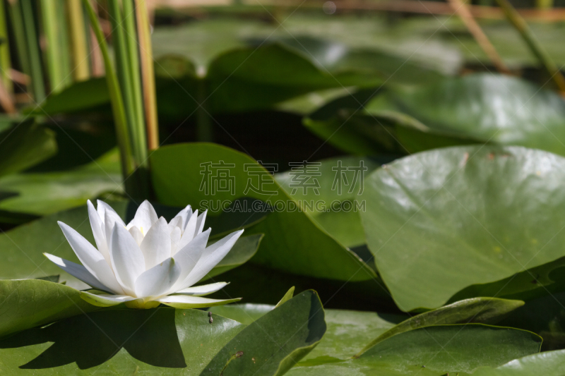 睡莲,俄罗斯,白色,伏尔加河,三角洲,神迹,大白猪,水,水生植物,水平画幅