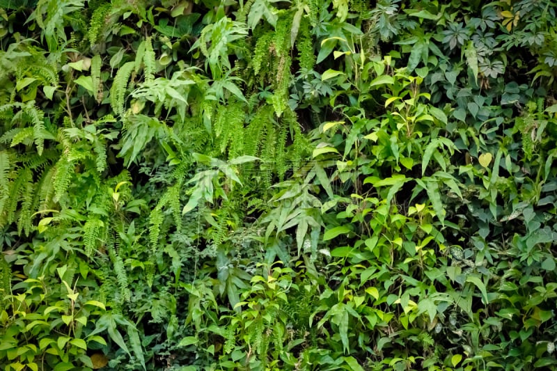 直立式花园,自然,水平画幅,无人,夏天,户外,植物,园艺,花头,背景