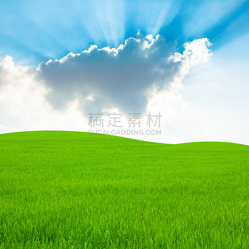 云,稻,天空,田地,蓝色,农业,清新,食品,有机农庄,泰国