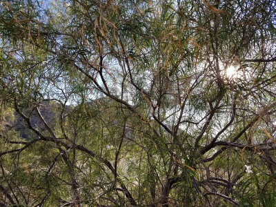 二十九棵棕榈,热,云,废城,环境保护,生物,沙漠,晒黑,植物,户外
