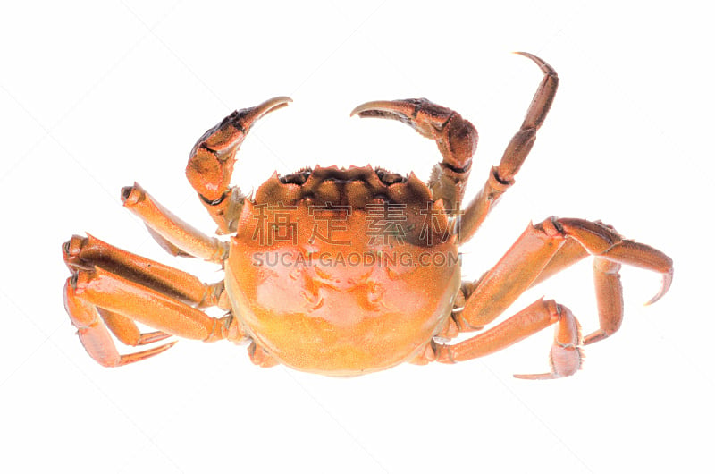 螃蟹,红色,褐色,煮食,水平画幅,膳食,海产,锐角,特写,蓝蟹