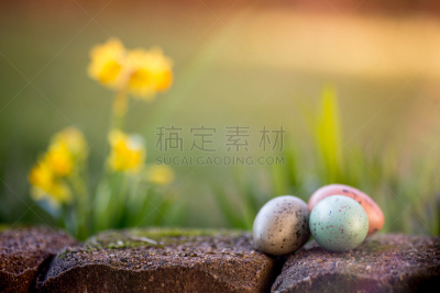 水仙花,背景,春天,复活节彩蛋,鸵鸟蛋,可食用花,春季系列,复活节,草,鸡蛋