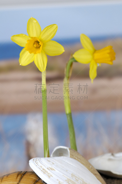 海滩,水仙花,自然,垂直画幅,绿色,贝壳,木制,时间,太阳,海洋