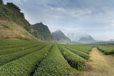 山,雾,早晨,绿茶,苏格兰高地,饮料,农业,越南,清新,有机农庄