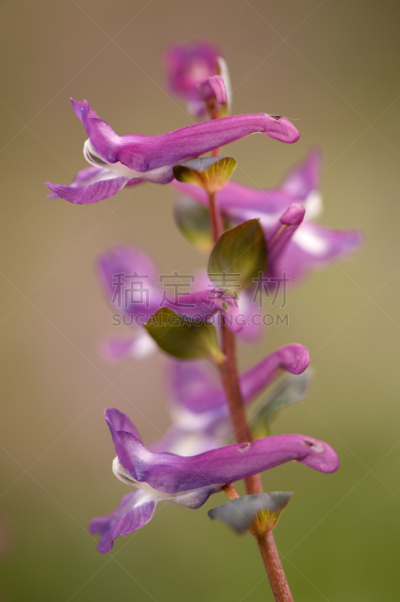 鸟类,灌木,垂直画幅,植物,林区,无人,紫色,花序,多年生植物,森林