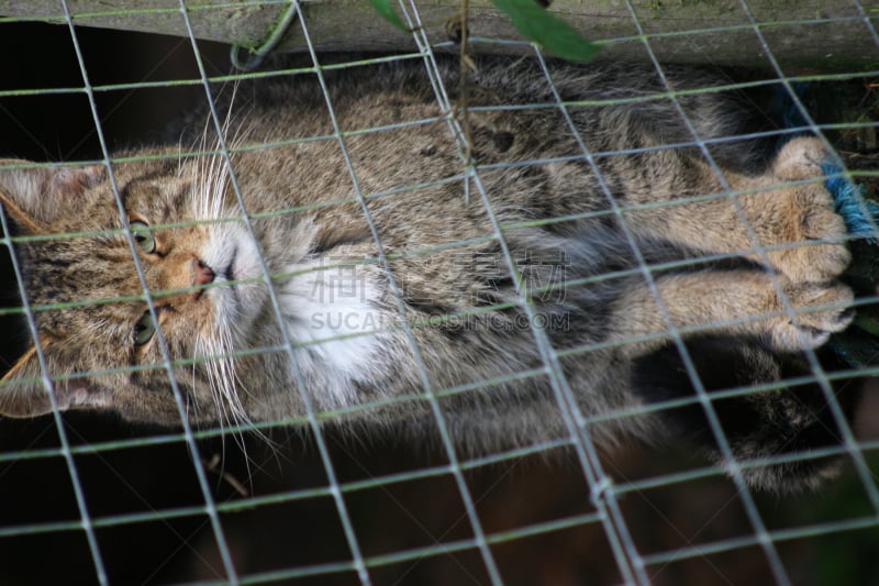 苏格兰野猫,垂直画幅,哺乳纲,野生猫科动物,欧洲野猫,食肉目,无人,动物,猫科动物,野猫