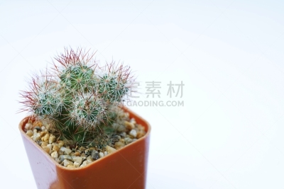 早晨,光,植物,仙人掌,热,小的,木制,锅,桌子,简单
