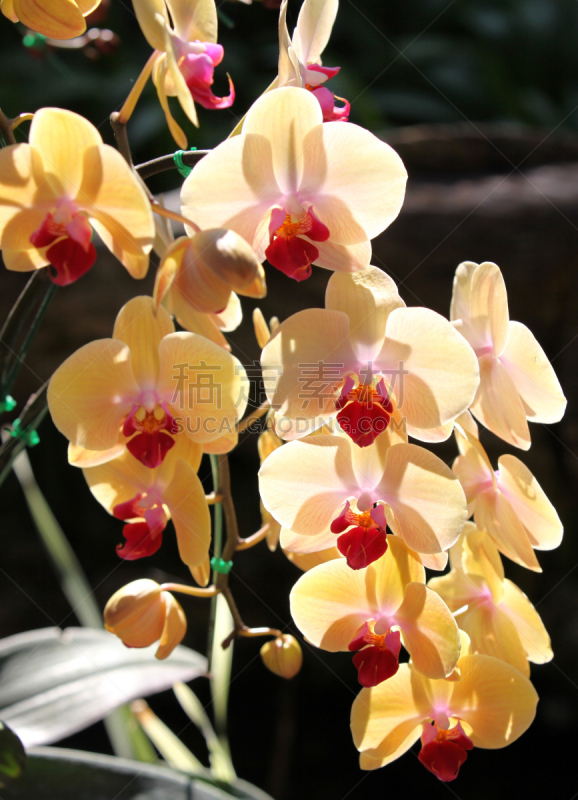 兰花,色彩鲜艳,泰国,凤凰木,开花时间间隔,垂直画幅,曝光过度,无人,计算机制图,计算机图形学