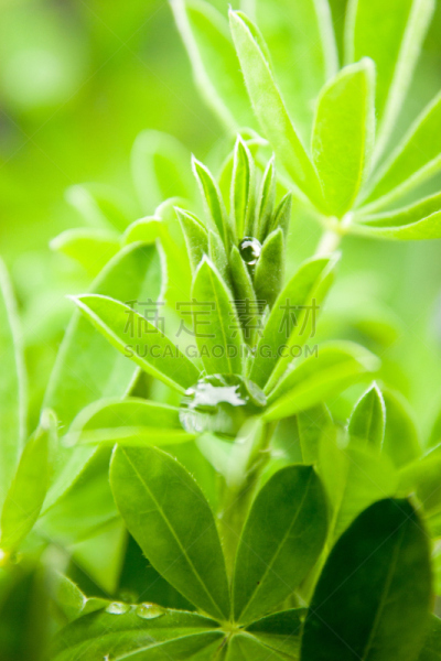 nootka lupin,垂直画幅,图像聚焦技术,绿色,无人,特写,水滴,彩色背景,植物,大特写