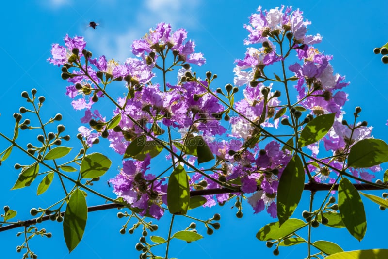 自然,myrtle-beech tree,千屈菜科,crepe myrtle tree,美,水平画幅,无人,户外,泰国