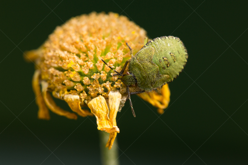 绿色,花头,鹭管鱼,green shield bug,heteroptera,无脊椎动物,水平画幅,无人,大特写,园林