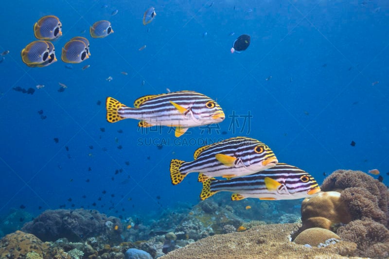 oriental sweetlips,鸡仔鱼,水平画幅,巴厘岛,无人,水下,野外动物,海洋生命,蝴蝶鱼,海洋