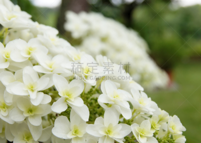 八仙花属,鲜花盛开,重瓣花,六月,雨季,水平画幅,无人,日本,特写,明亮