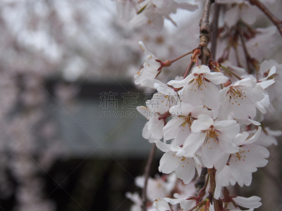 樱花,角馆,日本,秋田,水平画幅,旅行者,开花时间间隔,著名景点,风景,东北片区