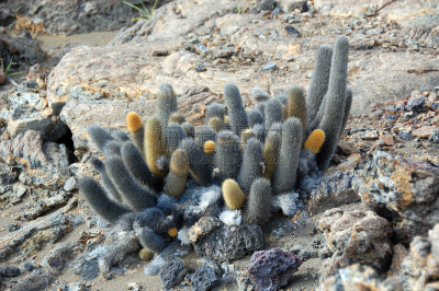 加拉帕戈斯群岛,岩浆仙人掌,南美,厄瓜多尔,植物,水平画幅,无人,仙人掌,火山岩,摄影