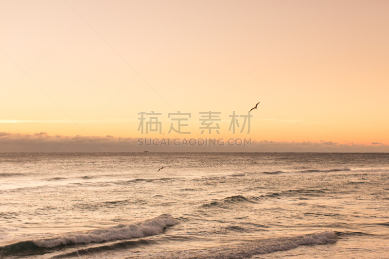 海滩,鸟编队飞行,在上面,正面视角,天空,风,沙子,棕榈沙滩镇,光,棕榈树