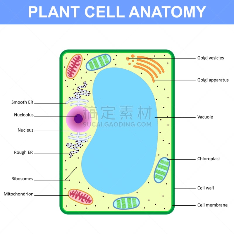 植物细胞,生物学,细胞,细胞核,线粒体,核糖体,分子结构,叶绿体,染色质,植物