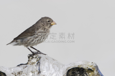 加拉帕戈斯群岛,圣克鲁斯岛,红棕色马,小地雀,美,公园,达尔文雀,水平画幅,鸟类