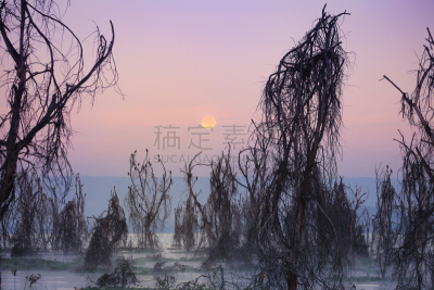 纳瓦沙湖,黎明,奈瓦沙,无人,野生动物,雾,图像,户外,水平画幅,枝