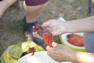 果皮,红色灯笼椒,食品,美味,巴尔干,热,部分,香料,辣椒粉,酱汁