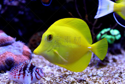鱼类,海洋,黄头濑鱼,黄高鳍粗皮鲷,濑鱼,海葵,颊纹鼻鱼,珊瑚海,养鱼场,软珊瑚