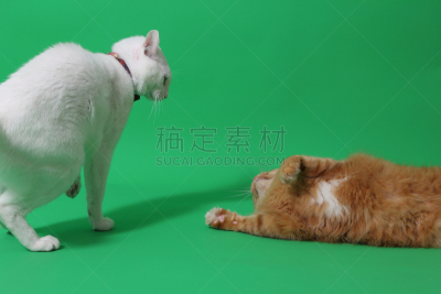 两只动物,猫,可爱的,背景分离,肖像,虹膜异色症,猫科动物,小的,动物,人的眼睛