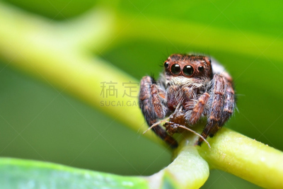 蜘蛛,自然,无脊椎动物,野生动物,水平画幅,蜘蛛纲,特写,断纹金蛛,雌性动物,动物