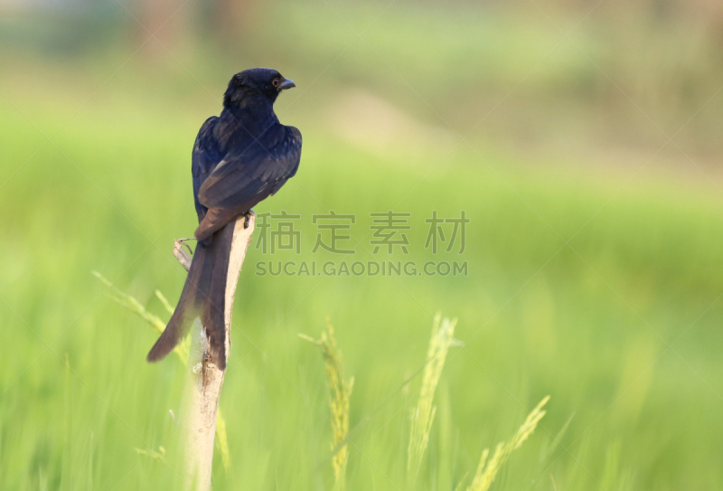 卷尾,黑色,叉状卷尾鸟,自然,野生动物,水平画幅,鸟类,野外动物,户外,自然美