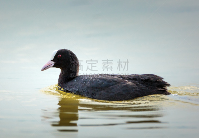 水,白冠鸡,毒霉菌,黑鸭,欧亚种族,动物的冠,小鸭子,美,水平画幅,美人