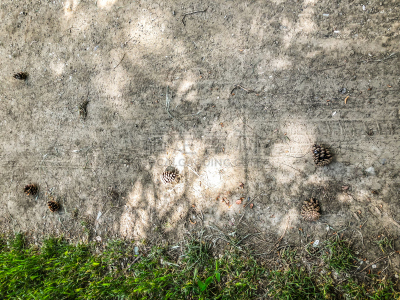 特写,松树,陆地,松果,自然,水平画幅,圆锥,无人,草,植物